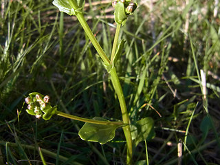 Cochlearia officinalis