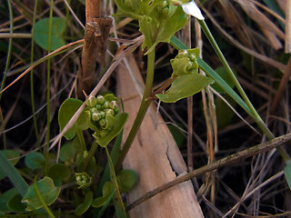 Cochlearia officinalis