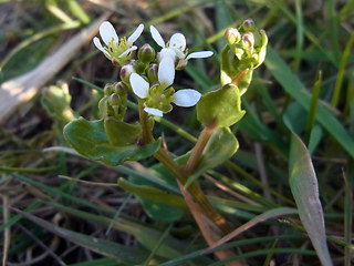 Cochlearia officinalis