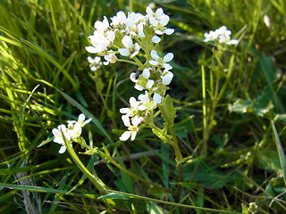 Cochlearia officinalis