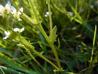 Cochlearia officinalis