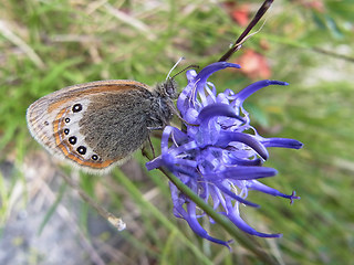 Coenonympha gardetta