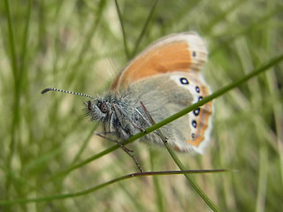 Coenonympha gardetta