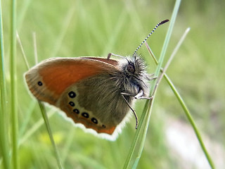 Coenonympha gardetta