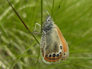 Coenonympha gardetta