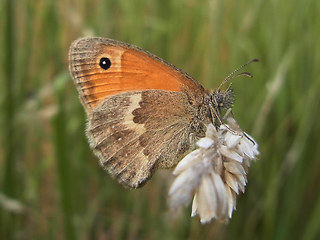 Coenonympha pamphilus