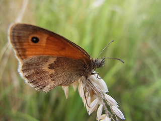 Coenonympha pamphilus