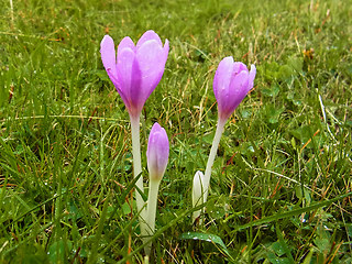 Colchicum autumnale