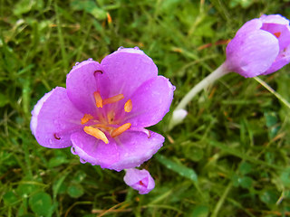 Colchicum autumnale