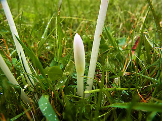 Colchicum autumnale