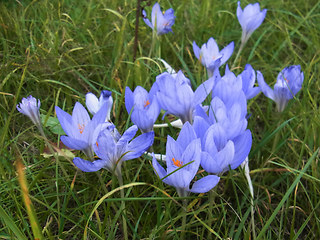 Colchicum autumnale