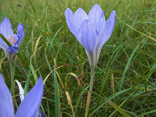 Colchicum autumnale