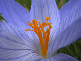 Colchicum autumnale