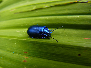 Coleoptera 31