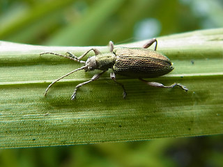 Coleoptera 34