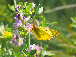 Colias hyale