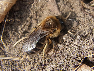Colletes cunicularius