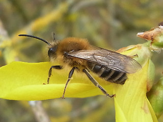 Colletes cunicularius