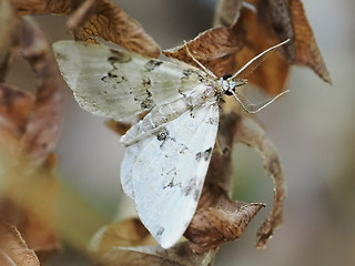 Colostygia pectinataria