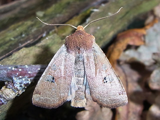 Conistra erythrocephala