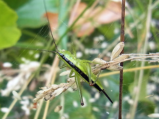 Conocephalus fuscus