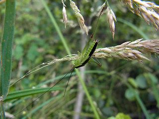 Conocephalus fuscus