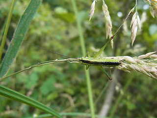 Conocephalus fuscus