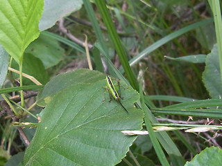 Conocephalus fuscus