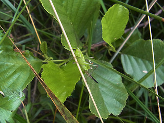 Conocephalus fuscus