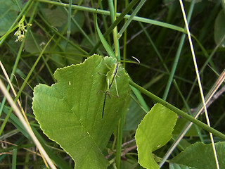 Conocephalus fuscus