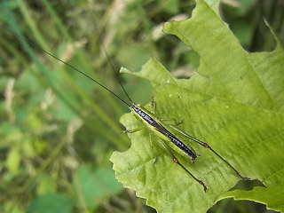 Conocephalus fuscus