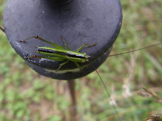 Conocephalus fuscus