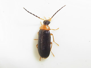 Conopalpus testaceus