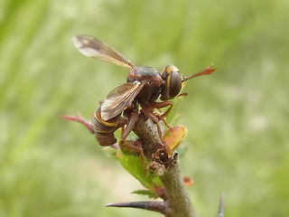 Conops vesicularis