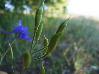 Consolida regalis