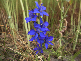Consolida regalis