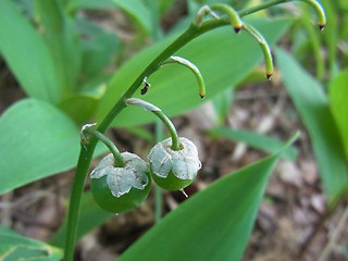 Convallaria majalis