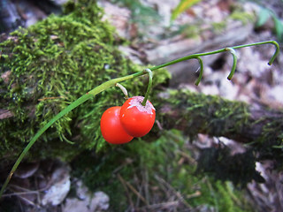 Convallaria majalis