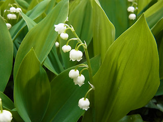 Convallaria majalis