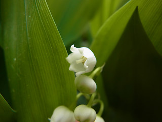 Convallaria majalis