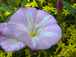 Convolvulus arvensis