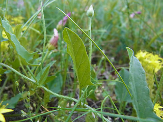 Convolvulus arvensis