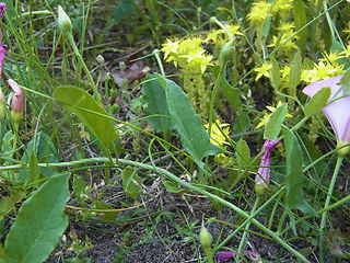 Convolvulus arvensis