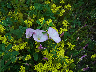 Convolvulus arvensis