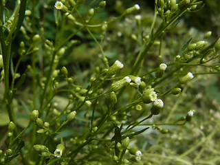 Conyza canadensis