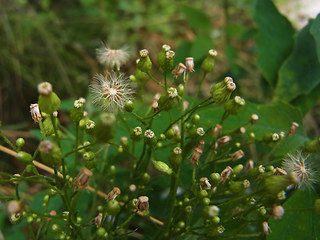 Conyza canadensis