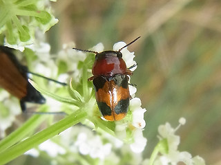 Coptocephala unifasciata