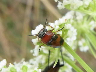 Coptocephala unifasciata