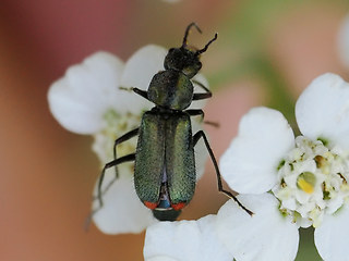 Cordylepherus viridis