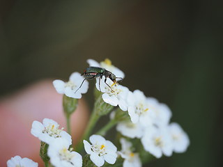 Cordylepherus viridis